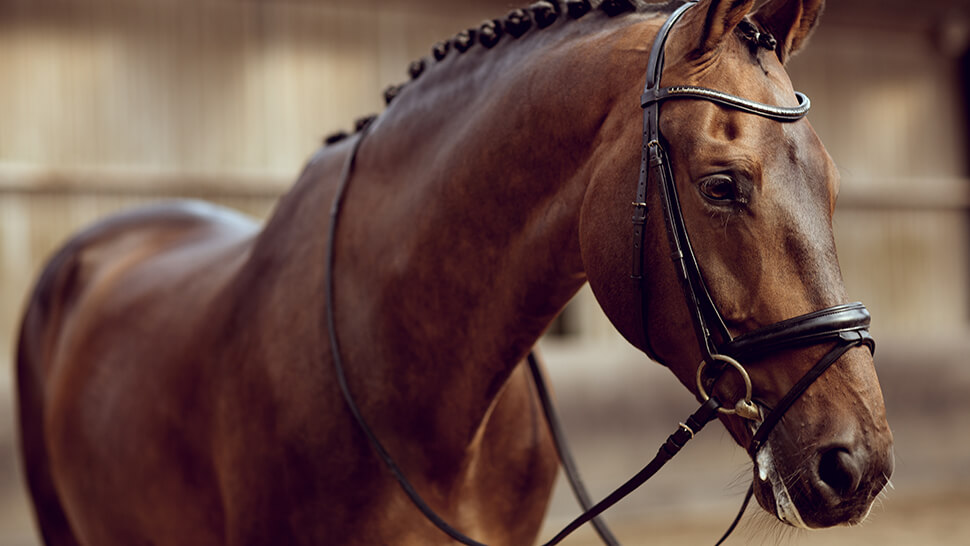 Horse Loan Agreement Template