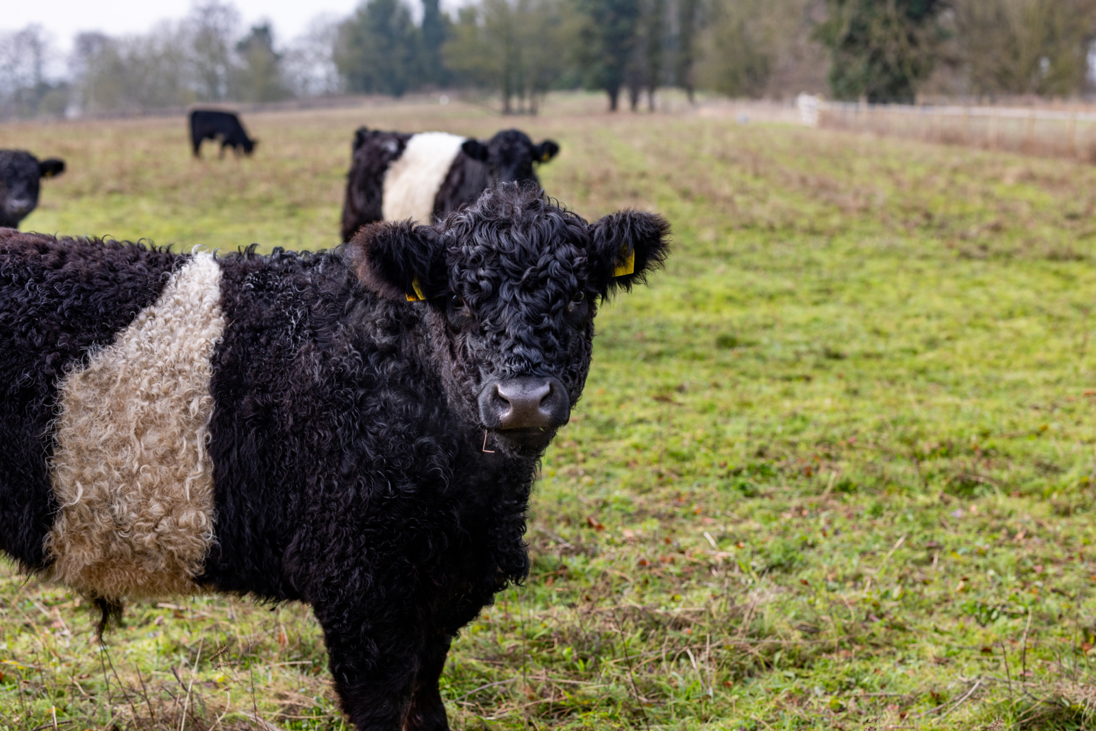 a black and white cow standing in a field looking forward. There are other black and white cows in the background that are in the same field