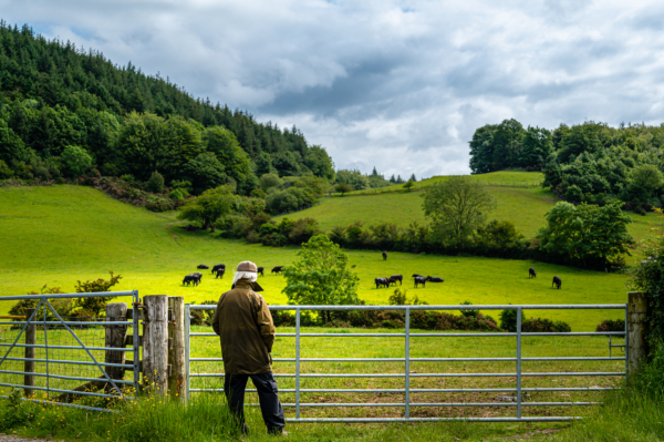 Man looking over a fence to a field of cows