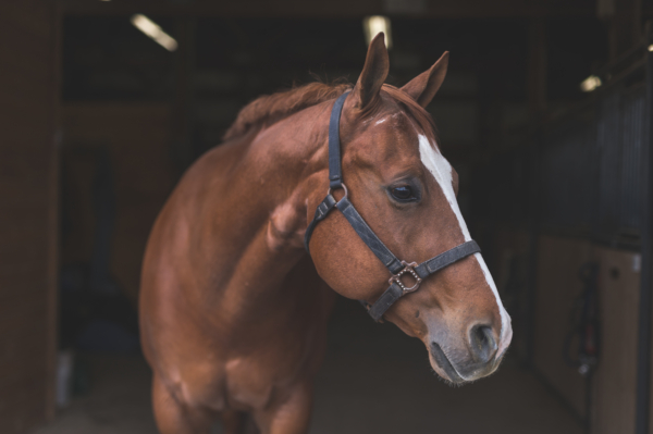 Chestnut horse looking to the right