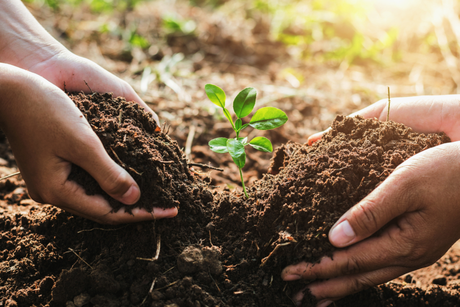 Two hands in earth holding plant