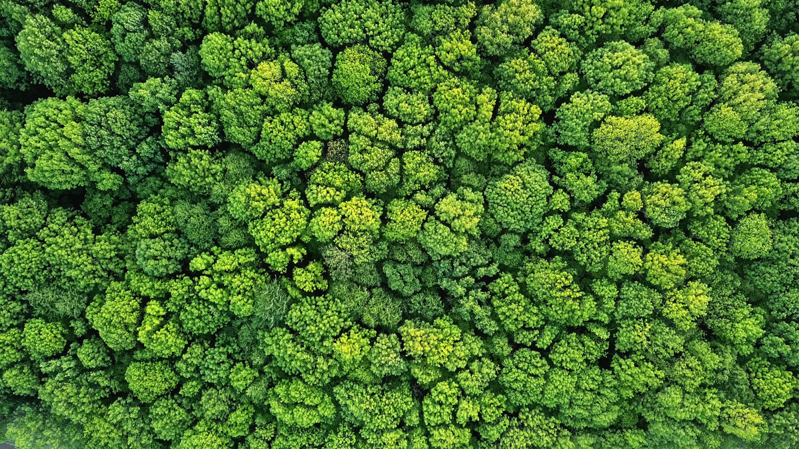 Trees photographed from above
