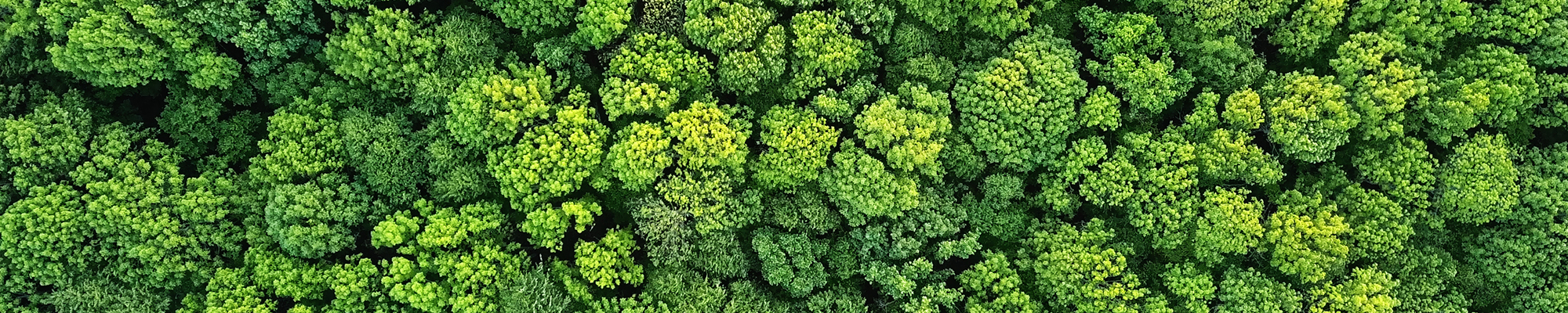 Trees photographed from above