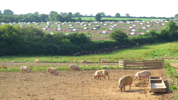 Photo of sheep on a farm