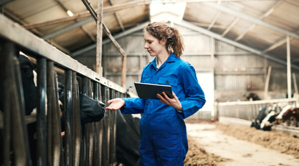 A farmer checking on cows