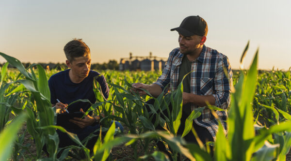 Two farmers in a corn field