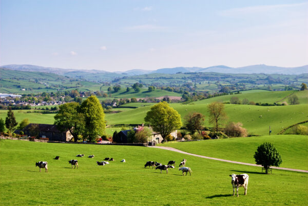 View of British farmland with cows