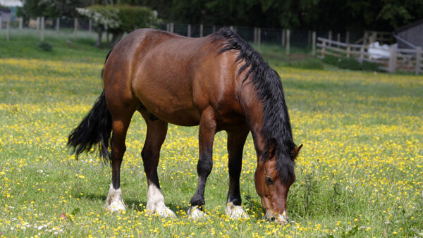 Horse on field