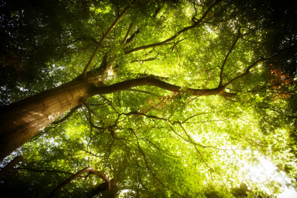 Image of trees