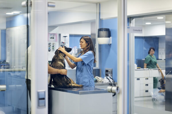 A veterinary nurse attending to a dog