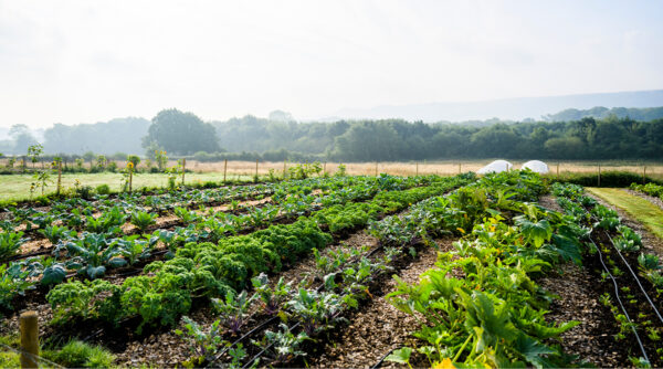 An image of a farming field with crops