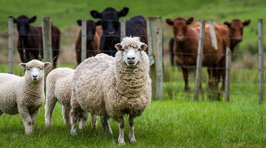 Sheep, lambs and cattle in a green grass paddock