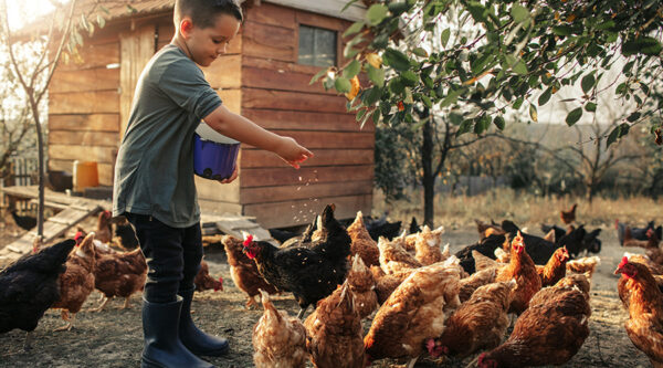 A young boy feeding chickens on a farm