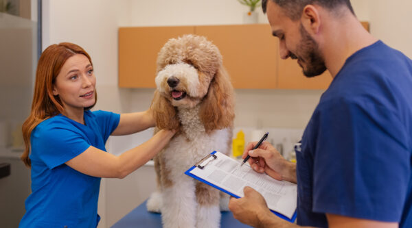 Two vets with a dog