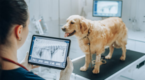 A dog on a set of scales