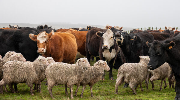 A picture of cows and sheet on a field
