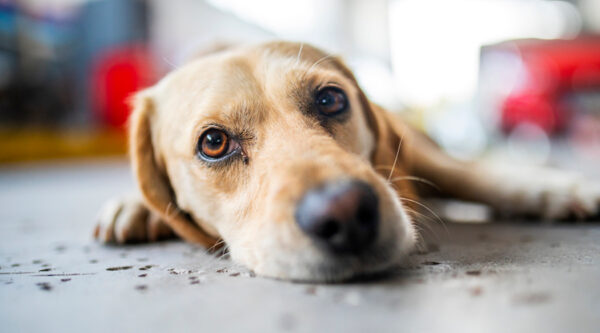 A sad dog