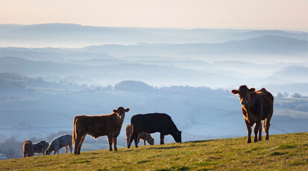 Some cattle on a Welsh hill