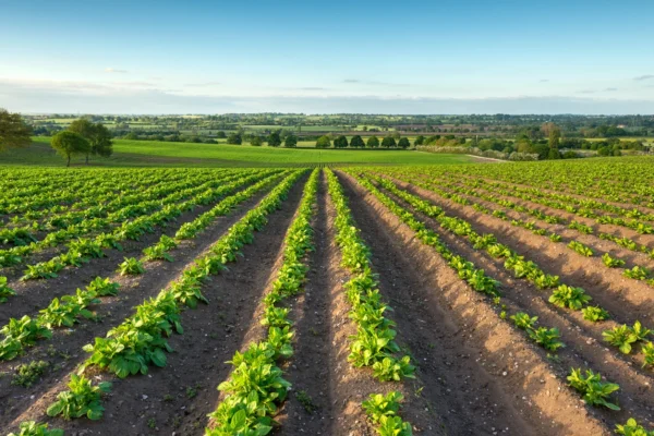 A picture of a field