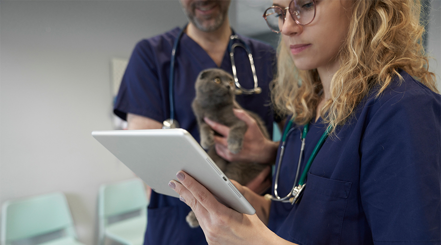 A vet checking a contract