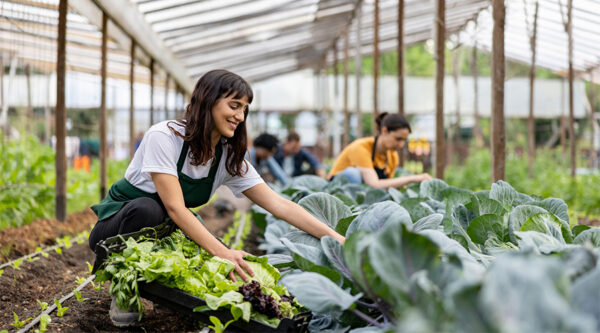 Several people work in a greenhouse, tending to rows of leafy green vegetables and plants.