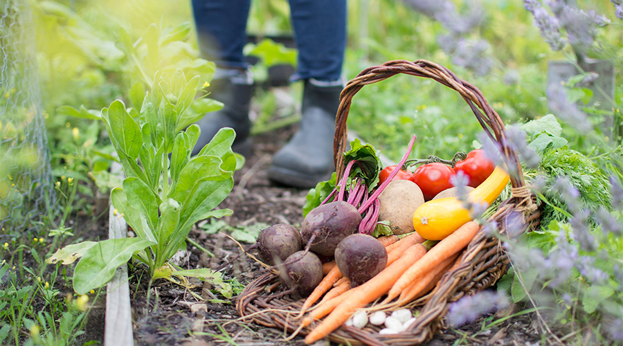 A basket of food produce