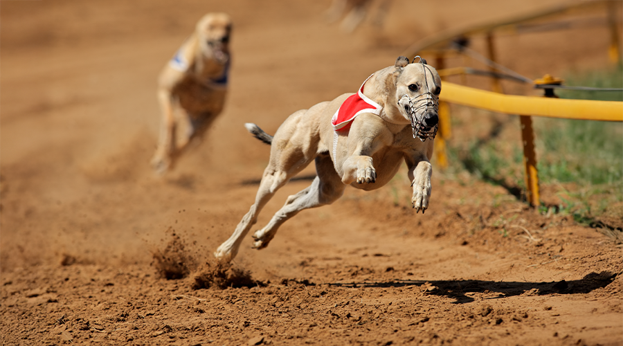Greyhound racing