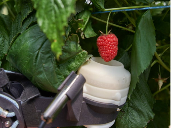 Close-up of a ripe red raspberry hanging from a plant, surrounded by green leaves, with a small robotic harvesting device positioned beneath the fruit.