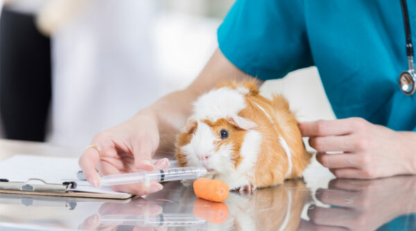 A vet with a guinea pig