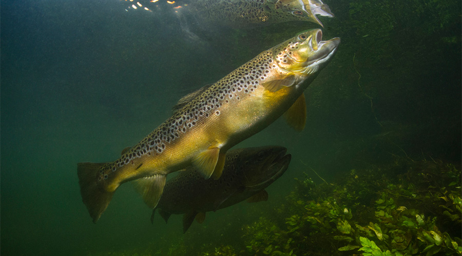 Fishing