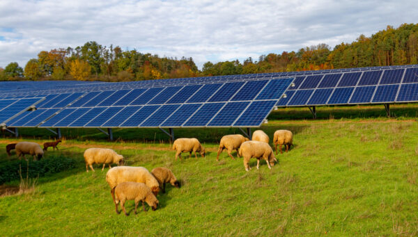 Renewable energy on farmland