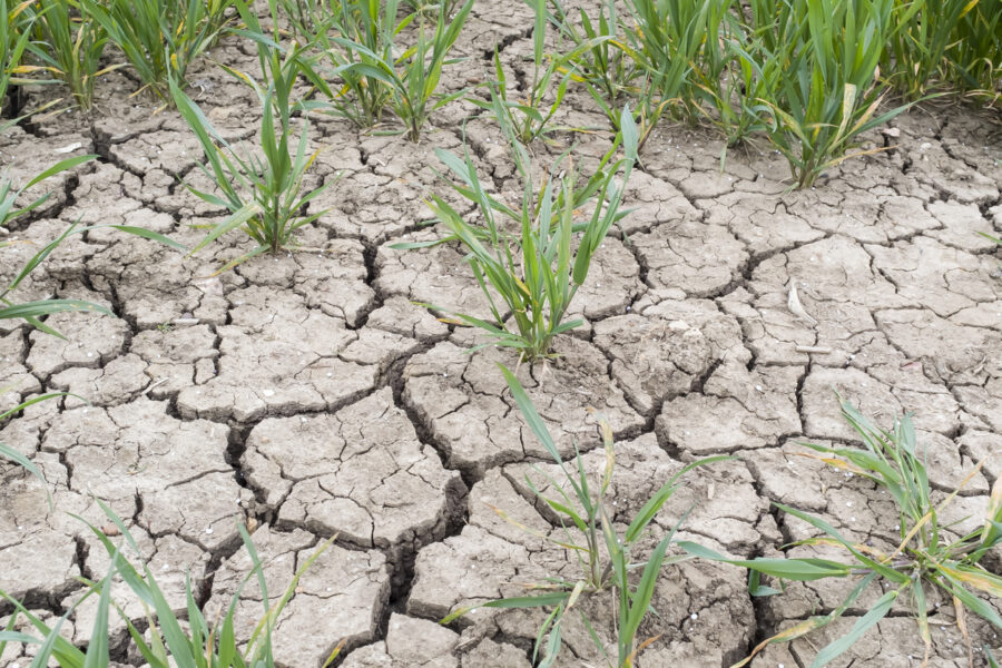 Drought on a UK farm, dry cracked earth, cracks in mud in a field of crops
