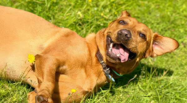 A dog lying on the grass with their tongue out